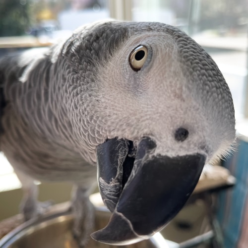 Dobie the Inquisitive